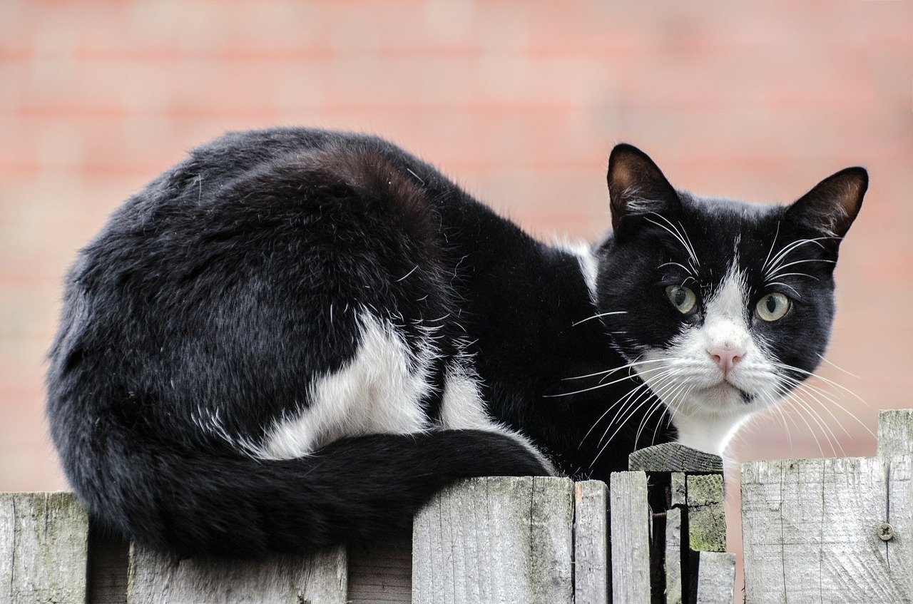 I gatti che vivono in libertà hanno bisogno di aiuto per sopravvivere all'inverno.